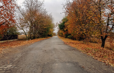 Wall Mural - road with trees on both sides and leaves on the ground