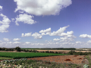 Wall Mural - field with a few trees and a cloudy sky