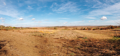 Wall Mural - field of corn is shown in a panoramic shot