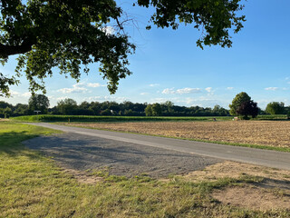 Wall Mural - field with a dirt road in the middle