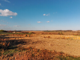 Wall Mural - field of dry grass with a few trees in the background
