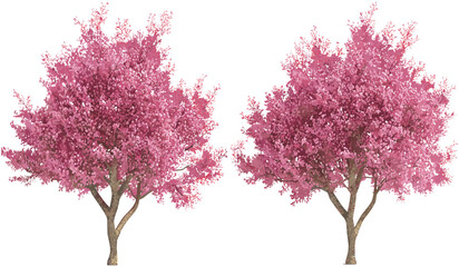 Pink blossoming trees set, vector isolated flowery grow, nature background, floral design, spring season, blooming flowers, natural landscape, beautiful pink tree blossoms