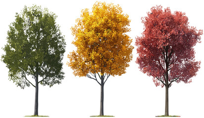 seasonal autumn trees, vibrant colors of maple leaves, autumn trees cutout, fall tree leaves, autumn