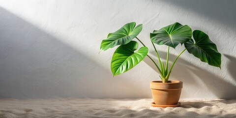 Poster - Serene Tropical Plant in Terracotta Pot Basking in Sunlight on Sandy Surface Against a Light Wall