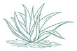 © Kiss - Aloe Vera Vector Illustration for Natural Wellness and Design Projects