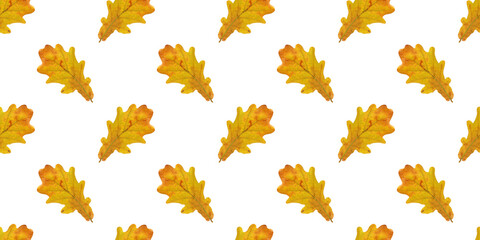 Wall Mural - seamless pattern of yellow oak leaves isolated on white background representing autumn