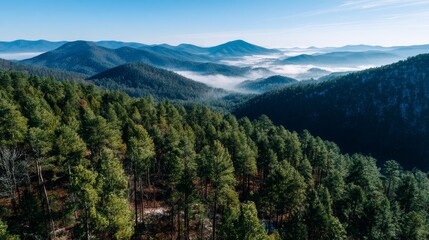 Aufkleber - Endless pine trees stretch across valleys, enveloped in morning mist while a hawk soars gracefully, illuminated by the soft golden sunlight of dawn