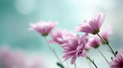 Poster - A cluster of lavender daisies stands out gently against a dreamy, blurred teal backdrop, creating a serene atmosphere perfect for messaging or announcements