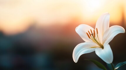 Poster - A close-up view of a white lily displays its delicate petals and vibrant stamens, captured in soft light, highlighting its natural beauty and elegance