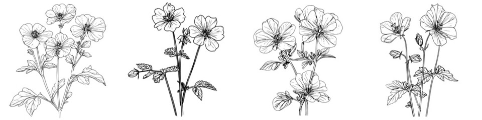  Floral sketches depicting various blooming flowers with delicate details and natural forms in black and white