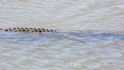 Wall Mural - slowmotion shot of a crocodile swimming in a river at Kruger National Park,