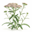 Yarrow 3D rendered flower gracefully isolated on a white background with soft clusters and intricate textures
