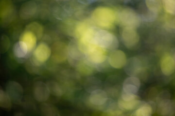 Wall Mural - the image is a blurry green background with a few green leaves