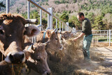 Farmer feeding hay to cows on cattle farm during sunny day in rural landscape