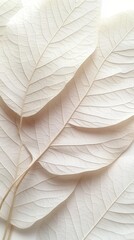 Poster - Elegant close up of delicate white skeleton leaves showcasing intricate vein patterns on a bright background botanical beauty in minimalist style