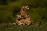Female cheetah sits with cub on grass