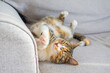 © Strikernia - Calico cat relaxing on soft couch in a cozy living room during afternoon sunlight