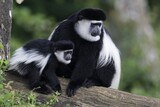 singes Colobus noir et blanc