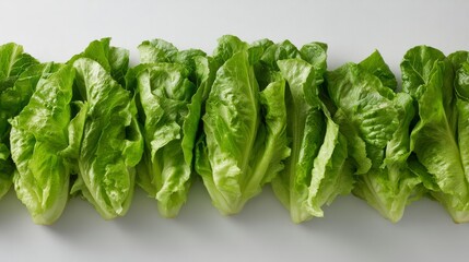 Aufkleber - Crisp romaine lettuce leaves are arranged in a neat row, showcasing their vibrant green color and fresh texture, perfect for healthy cooking and nutrition