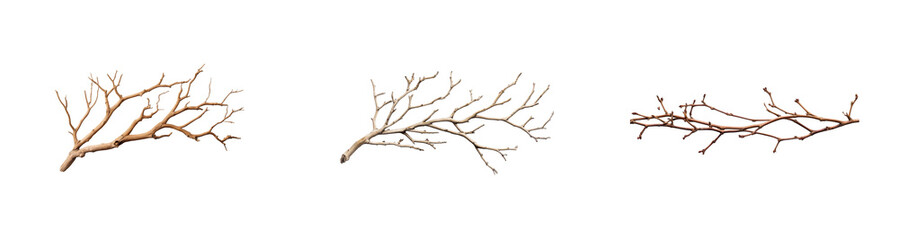 Wall Mural - natural branch designs with transparent background for creative use