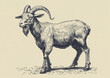 © HumanArtPixels - Goat. Vintage retro print, black white goat sketch ink pencil style drawing, engrave old school. Sketch artwork silhouette goat, white background. Side view profile. Illustration