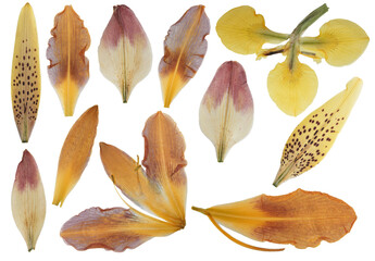Wall Mural - Set of pressed lily and daylily leaves. Digital herbarium, scrapbooking. Flowers, petals of lilies and daylilies isolated on white background. Herbarium.