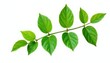 © vilavanh - Green leafy branch isolated on white background, with a few delicate petals, white, leaves, plant