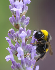 close up bumblebee from the side upright, eye and wings of a bumblebee, bumblebee on lavender flower