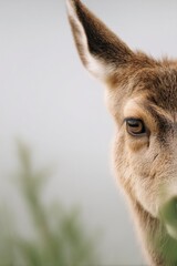 Poster - captivating gaze of animal in minimalistic composition