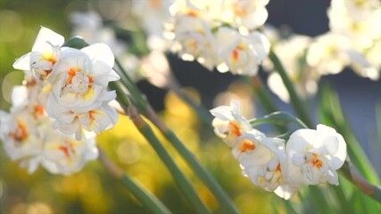 Fototapete - Daffodils, Narcissus, white Daffodil flowers in spring garden blooming, Easter background, bouquet. Beautiful Spring Easter daffodils growing, beauty flower. Slow motion 