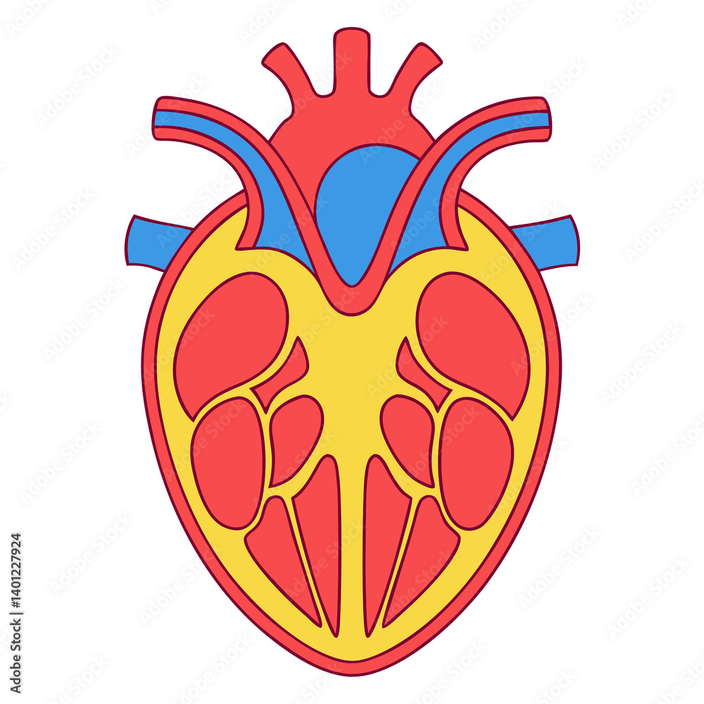 Human Heart Anatomy Cross Section Diagram Illustration Isolated. Stock ...
