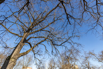 Wall Mural - a tree with bare branches and a blue sky in the background