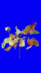 Wall Mural - Drying Acer leaves against blue CHROMA key backround, vertical orientation