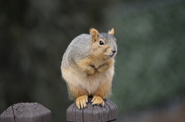 brown squirrel animal sitting