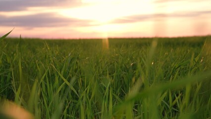 movement at green grass wheat field organic plant natural countryside plantation at sunset pov shot.