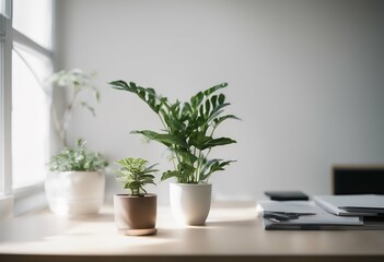 Wall Mural - white background plant office indoor minimalist interior design nobody decoration furniture light modern empty frame wooden table wood apartment inside floor room luxury house decor architecture