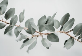 background white branches eucalyptus isolated organic spring tree branch growth decoration nature fl