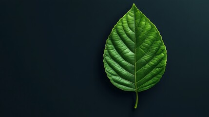 Poster - Green Leaf on a Dark Surface Showcasing Intricate Patterns and Texture Under Soft Lighting Revealed Natural Beauty in Detail