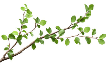 Wall Mural - green branch with leaves on transparent background