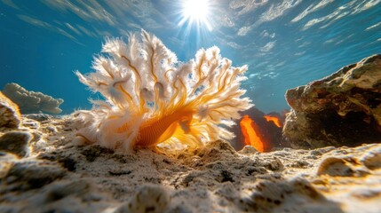 Poster - Underwater scene featuring a soft coral formation with textured polyps in a vibrant orange and white hue, set against a sandy seabed with scattered rocks and a sunlit surface, capturing the beauty of