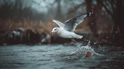 Poster - An eye-level shot captures a seagull in mid-flight over a stream, its wings outstretched against a backdrop of blurred foliage. The bird's movement causes splashes in the water, adding dynamism to