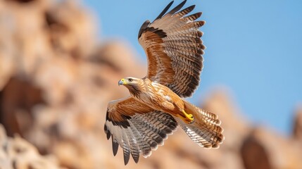Aufkleber - A light brown hawk with distinctive feather patterns soars against a blurred background of rocky cliffs and a clear blue sky, wings fully extended in mid-flight. The hawk's sharp gaze and poised