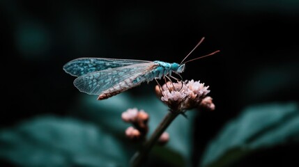 Poster - A closeup shot of a lace-winged insect perched on a small flower bud, with a blurred leafy background. The insect has translucent wings with delicate patterns, and its body is blue-green. The image