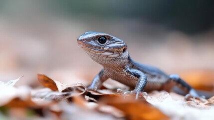 Aufkleber - Macro shot of a brown skink lizard among brown autumn leaves. The lizard features a smooth, dark brown back and speckled patterning on its face. Soft, natural lighting accentuates the texture of both