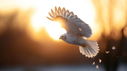 Aufkleber - Majestic snowy owl soars against a bright sunset sky with spread wings. Feathers scatter as it descends, backlit by golden light. Dark blurred trees and a snowy ground create contrast, highlighting