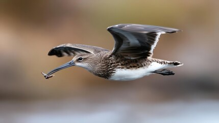 Poster - Close up of a grey and white mottled shorebird with long beak flies in clear focus against blurred water and shoreline. The bird carries a small insect in its beak. Sunlight catches its textured