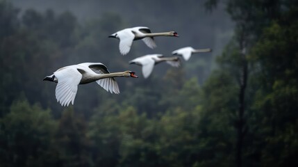 Poster - A captivating medium shot showcases a flock of white swans in mid flight against a blurred green forest backdrop. The swans' white feathers contrast beautifully with the dark green foliage, creating