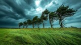 Stormy field with trees