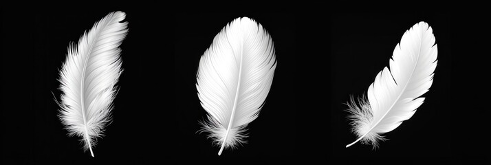 Poster - Delicate white feathers arranged in a set against a deep black backdrop, emphasizing their texture and beauty for design purposes