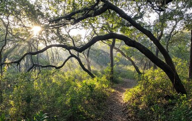 Poster - Sunlit Forest Path: Lush Green Canopy and Dappled